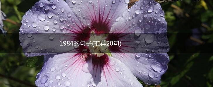 1984的句子(推荐20句),第1张
