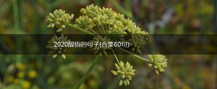 2020醒悟的句子(合集60句),第1张