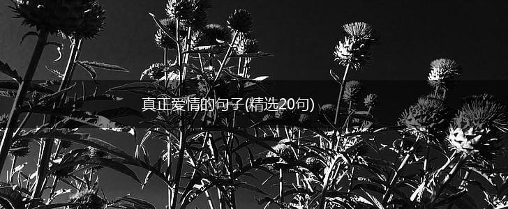 真正爱情的句子(精选20句),第1张