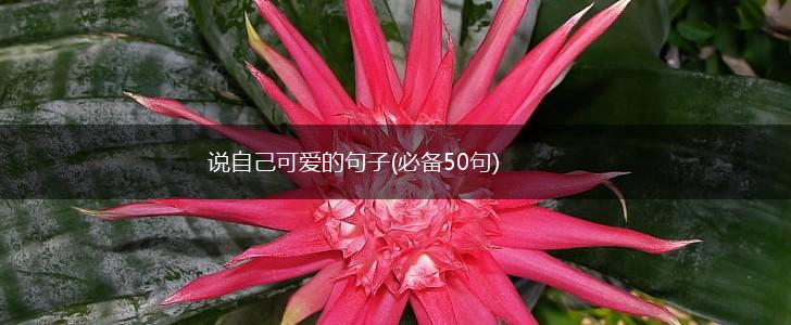 说自己可爱的句子(必备50句),第1张