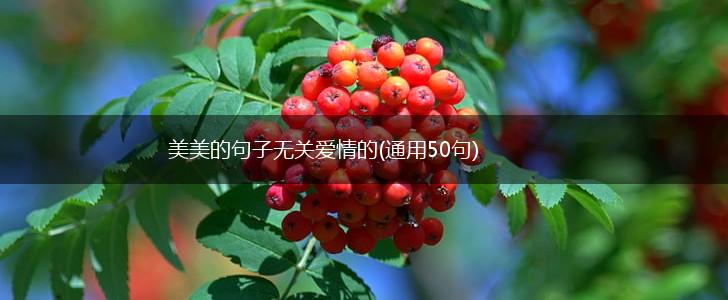 美美的句子无关爱情的(通用50句),第1张