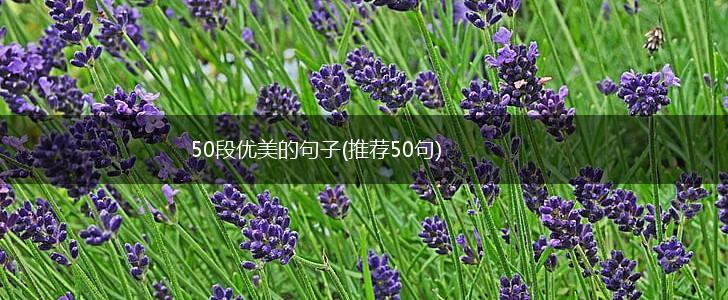 50段优美的句子(推荐50句),第1张