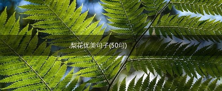 .梨花优美句子(50句),第1张