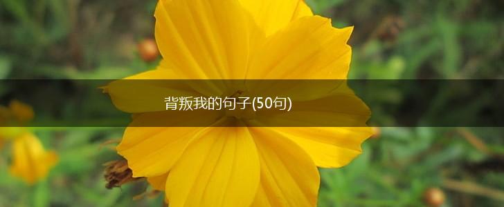 背叛我的句子(50句),第1张