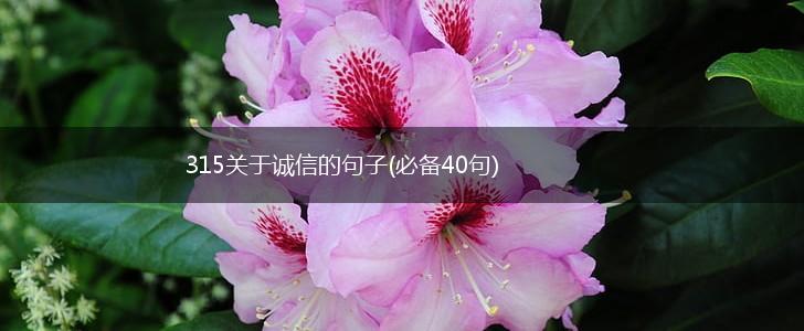 315关于诚信的句子(必备40句),第1张