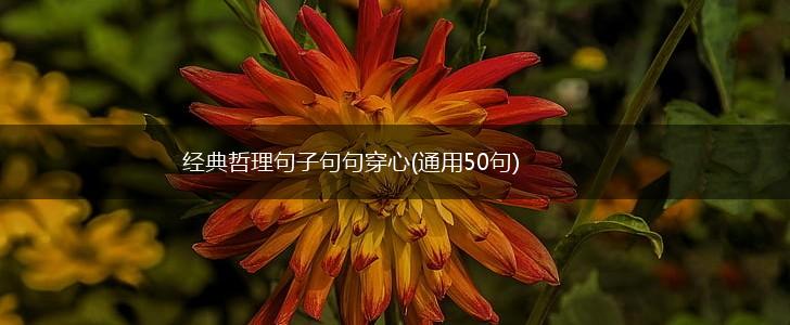 经典哲理句子句句穿心(通用50句),第1张