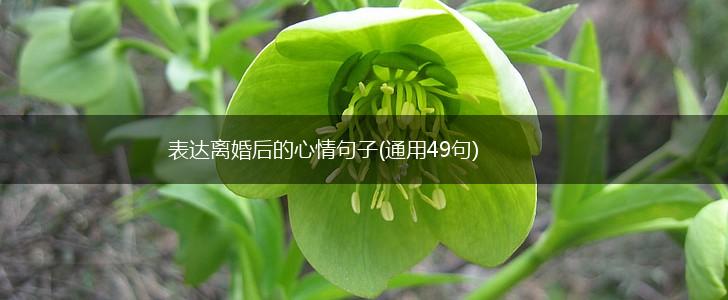 表达离婚后的心情句子(通用49句),第1张