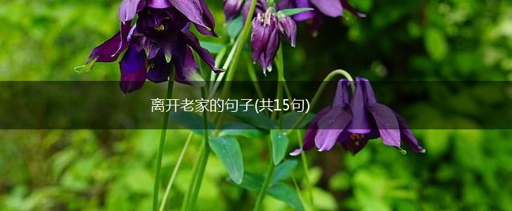 离开老家的句子(共15句),第1张