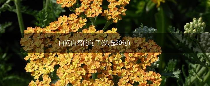 自问自答的句子(优选20句),第1张
