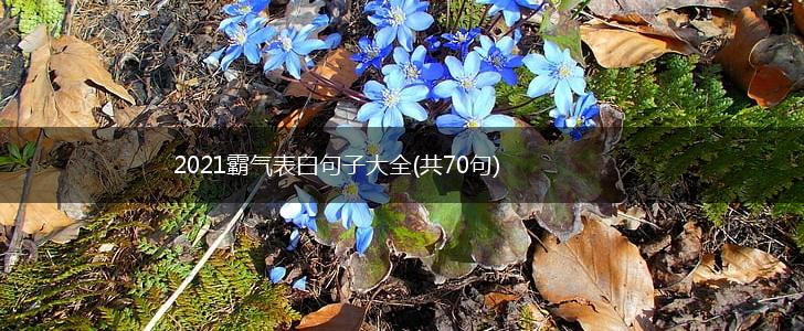 2021霸气表白句子大全(共70句),第1张