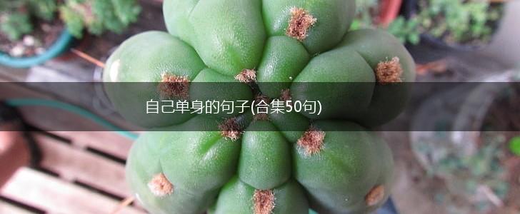 自己单身的句子(合集50句),第1张