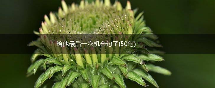给他最后一次机会句子(50句),第1张