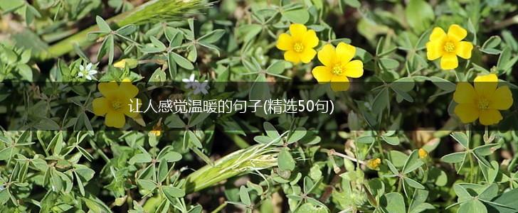 让人感觉温暖的句子(精选50句),第1张