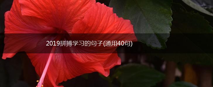 2019拼搏学习的句子(通用40句),第1张