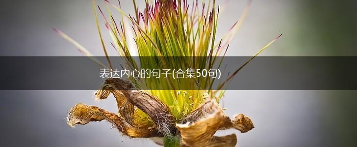 表达内心的句子(合集50句),第1张