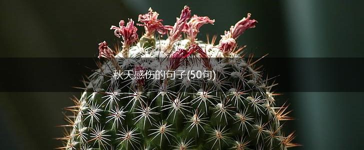 秋天感伤的句子(50句),第1张