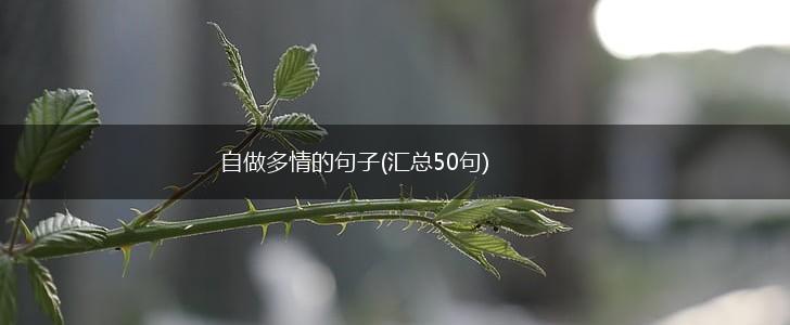自做多情的句子(汇总50句),第1张