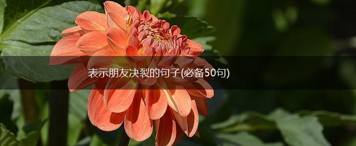 表示朋友决裂的句子(必备50句),第1张