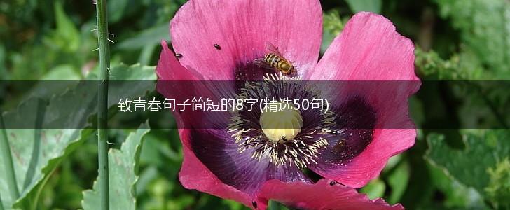 致青春句子简短的8字(精选50句),第1张