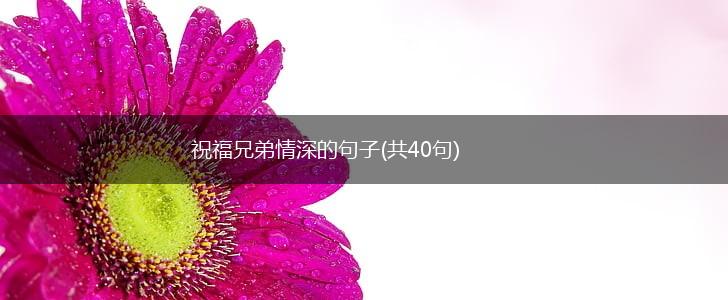 祝福兄弟情深的句子(共40句),第1张