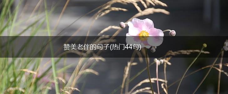 赞美老伴的句子(热门44句),第1张