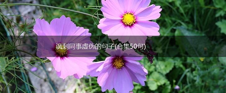 讽刺同事虚伪的句子(合集50句),第1张