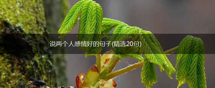 说两个人感情好的句子(精选20句),第1张