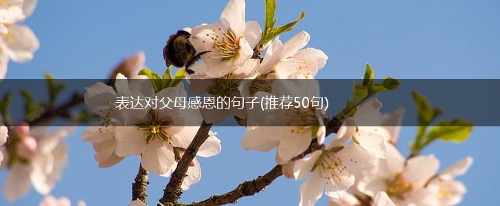 表达对父母感恩的句子(推荐50句),第1张
