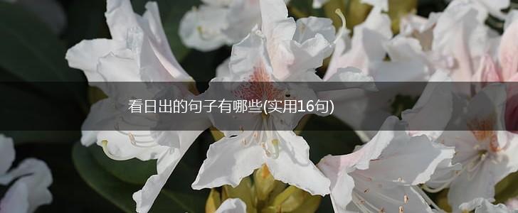 看日出的句子有哪些(实用16句),第1张