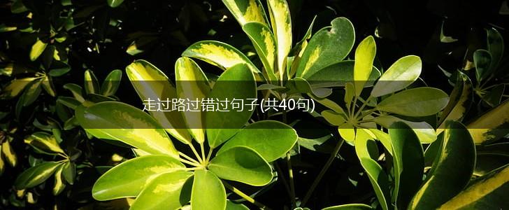 走过路过错过句子(共40句),第1张