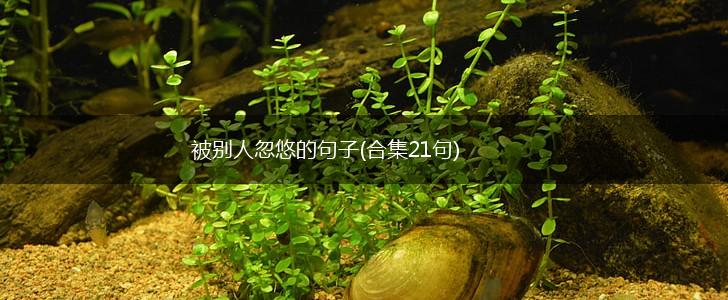 被别人忽悠的句子(合集21句),第1张
