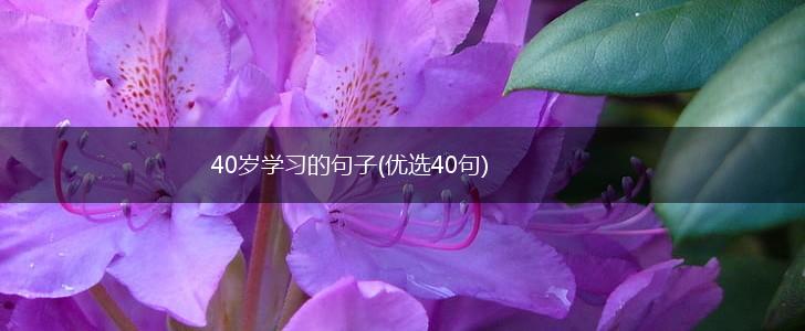 40岁学习的句子(优选40句),第1张