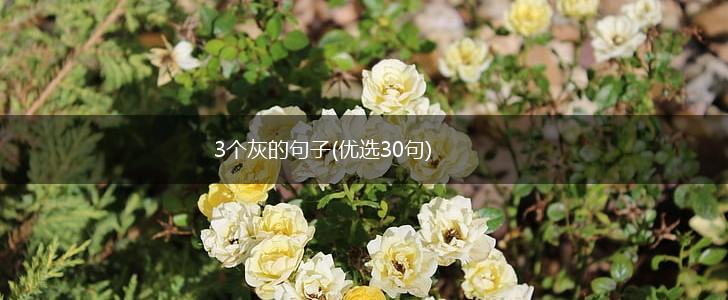3个灰的句子(优选30句),第1张