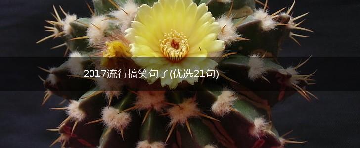 2017流行搞笑句子(优选21句),第1张