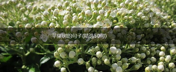 苹果树的句子(精选50句),第1张