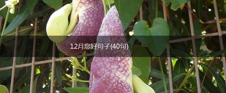 12月您好句子(40句),第1张