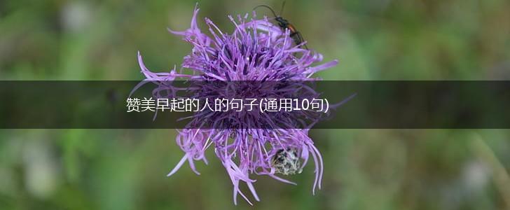 赞美早起的人的句子(通用10句),第1张