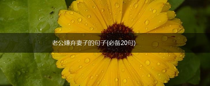 老公嫌弃妻子的句子(必备20句),第1张