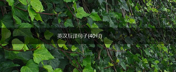 英汉互译句子(40句),第1张
