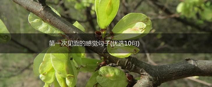 第一次见面的感觉句子(优选10句),第1张