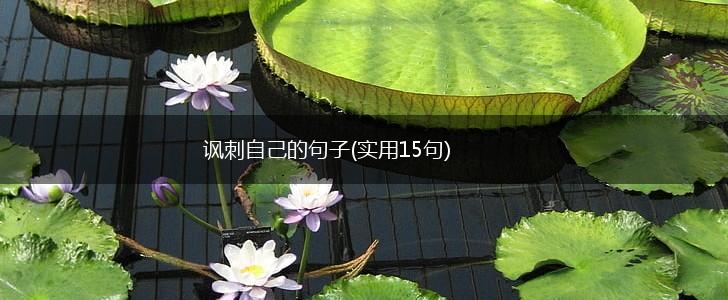 讽刺自己的句子(实用15句),第1张
