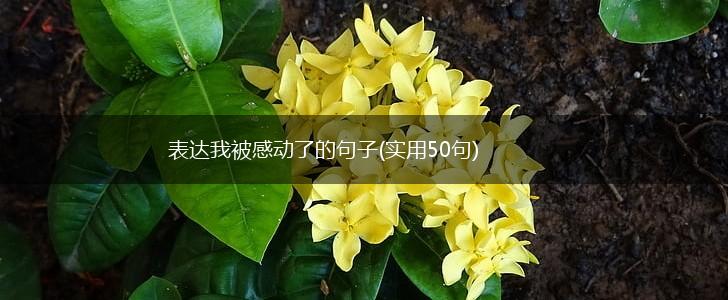 表达我被感动了的句子(实用50句),第1张