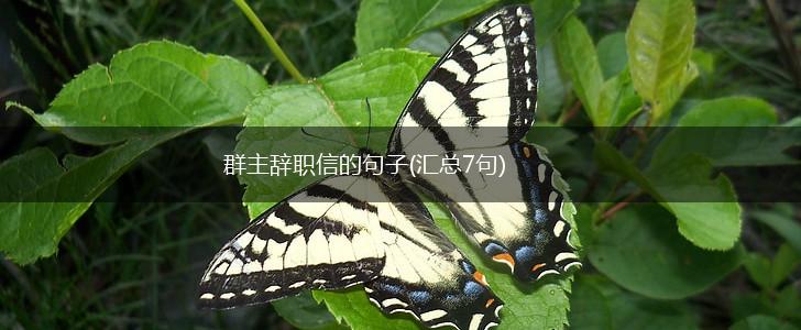 群主辞职信的句子(汇总7句),第1张