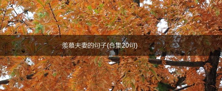 羡慕夫妻的句子(合集20句),第1张