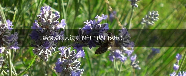 给最爱的人诀别的句子(热门50句),第1张