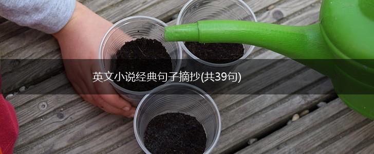 英文小说经典句子摘抄(共39句),第1张