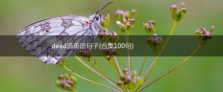 dead造英语句子(合集100句),第1张