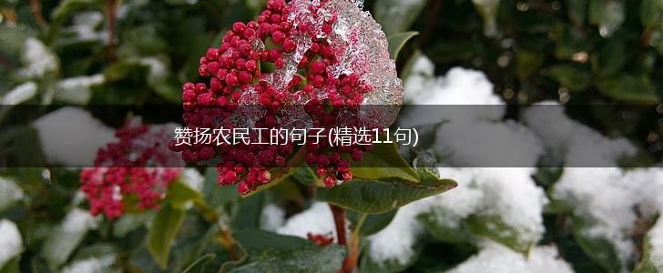 赞扬农民工的句子(精选11句),第1张