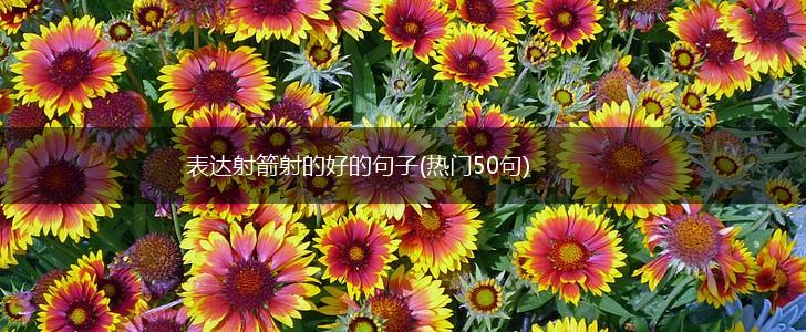 表达射箭射的好的句子(热门50句),第1张