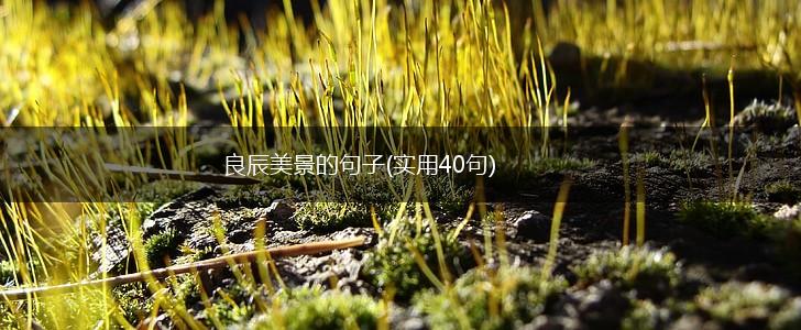 良辰美景的句子(实用40句),第1张